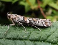 Attēlu rezultāti vaicājumam “Dioryctria abietella”