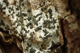 Attēlu rezultāti vaicājumam “Alyxoria varia”