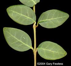 Attēlu rezultāti vaicājumam “Vinca minor leaf”