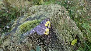 Attēlu rezultāti vaicājumam “Nectriopsis violacea”