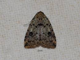 Attēlu rezultāti vaicājumam “Aphelia paleana”