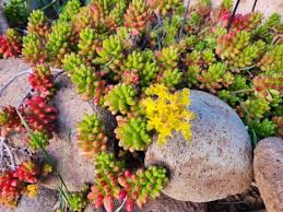 Attēlu rezultāti vaicājumam “Sedum hispanicum”