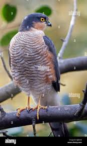 Attēlu rezultāti vaicājumam “Accipiter nisus male”