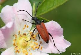 Attēlu rezultāti vaicājumam “Anastrangalia sanguinolenta”