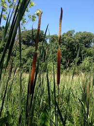 Attēlu rezultāti vaicājumam “Typha angustifolia  leaf”
