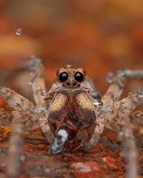 Attēlu rezultāti vaicājumam “Lycosidae”