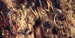 Attēlu rezultāti vaicājumam “Physarum flavicomum”