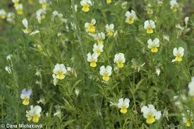 Attēlu rezultāti vaicājumam “Viola tricolor subsp. curtisii leaf”