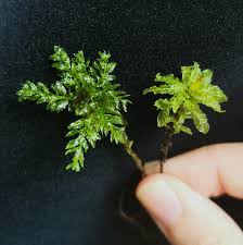 Attēlu rezultāti vaicājumam “Plagiomnium”