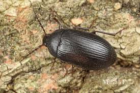 Attēlu rezultāti vaicājumam “Prionychus ater”