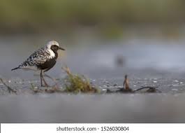 Attēlu rezultāti vaicājumam “Pluvialis squatarola adult”