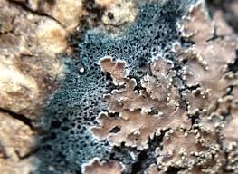 Attēlu rezultāti vaicājumam “Parmeliella triptophylla”