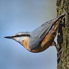 Attēlu rezultāti vaicājumam “Sitta europaea male”