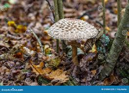 Attēlu rezultāti vaicājumam “Amanita strobiliformis”