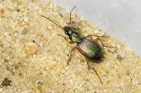 Attēlu rezultāti vaicājumam “Anchomenus dorsalis”