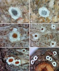 Attēlu rezultāti vaicājumam “Stictis”