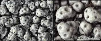 Attēlu rezultāti vaicājumam “Pertusaria pertusa”