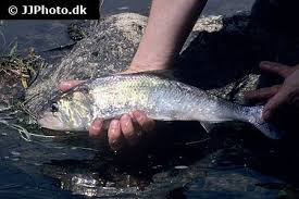 Image result for Alosa fallax