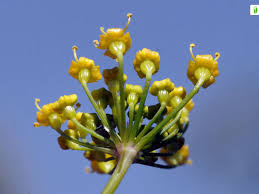 Attēlu rezultāti vaicājumam “Pastinaca sativa subsp. sylvestris flower”