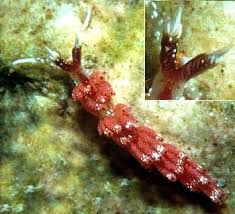 Attēlu rezultāti vaicājumam “Bulbochaete mirabilis”