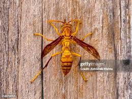 Attēlu rezultāti vaicājumam “Polistes”