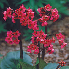 Image result for Bergenie