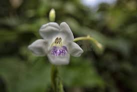 Attēlu rezultāti vaicājumam “Trachyspora intrusa”