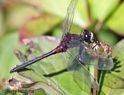 Attēlu rezultāti vaicājumam “Leucorrhinia”