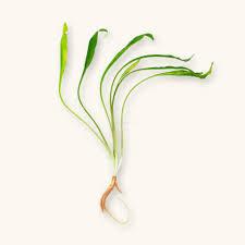 Attēlu rezultāti vaicājumam “Cribraria costata”