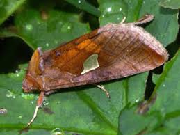 Attēlu rezultāti vaicājumam “Autographa excelsa”