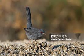 Image result for Sylvia sarda