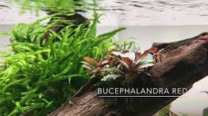 Risultati immagini per bucephalandra pinoh red stem