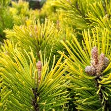 Attēlu rezultāti vaicājumam “Pinus mugo male flower”