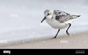 Attēlu rezultāti vaicājumam “Calidris alba”