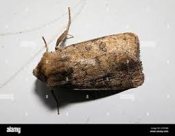 Attēlu rezultāti vaicājumam “Hoplodrina octogenaria”