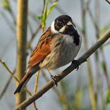 Attēlu rezultāti vaicājumam “Emberiza schoeniclus”
