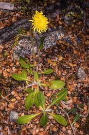 Attēlu rezultāti vaicājumam “Pilosella officinarum”