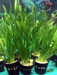 「水蘭」的圖片搜尋結果