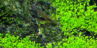 Attēlu rezultāti vaicājumam “Elatine hydropiper leaf”