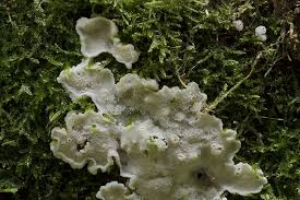 Attēlu rezultāti vaicājumam “Physisporinus vitreus”