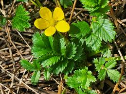Image result for Potentilla anserina