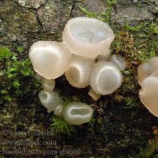 Attēlu rezultāti vaicājumam “Neobulgaria pura”