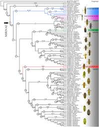Attēlu rezultāti vaicājumam “Alloeotomus sp.”