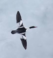Attēlu rezultāti vaicājumam “Mergus merganser male”