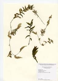 Attēlu rezultāti vaicājumam “Potamogeton perfoliatus flower”