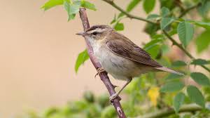 Attēlu rezultāti vaicājumam “Acrocephalus schoenobaenus adult”