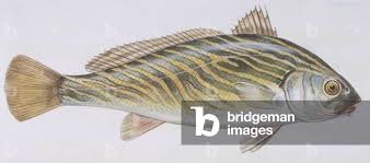 Image result for Umbrina cirrosa