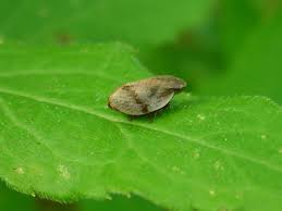 Attēlu rezultāti vaicājumam “Lepyronia coleoptrata”