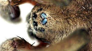 Attēlu rezultāti vaicājumam “Gnaphosidae”