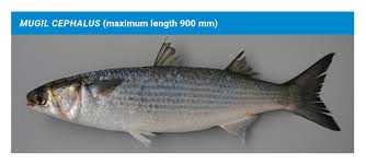 Image result for Mugil